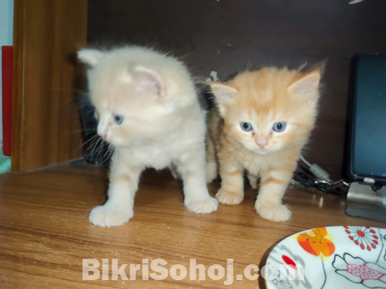 Mix breed ginger female kitten